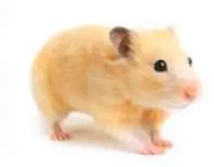 Le hamster