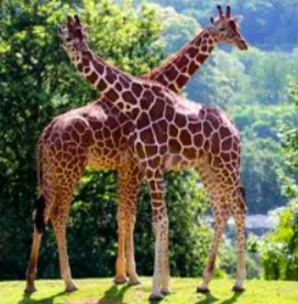La girafe