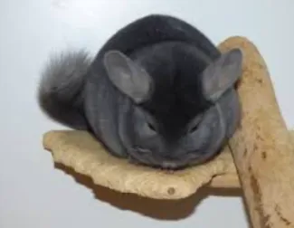 Le chinchilla