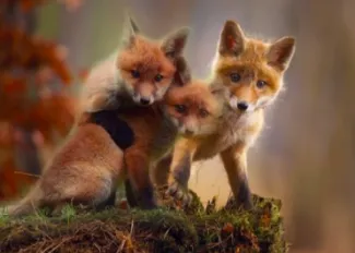 Le renard