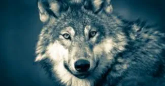 Le loup