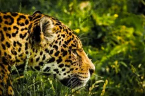 Le jaguar