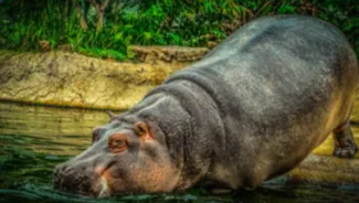 L'hippopotame 