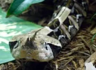 La vipère du Gabon 