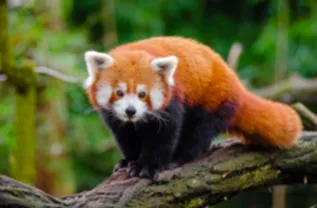 Le panda roux