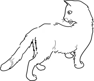 die Katze, die Katzen