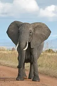 5. L'Eléphant
