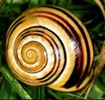 La spirale d'or