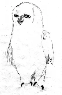 Le harfang des neiges