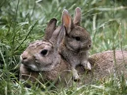 Le lapin