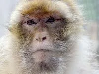 Le singe Magot