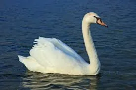 13. Le Cygne