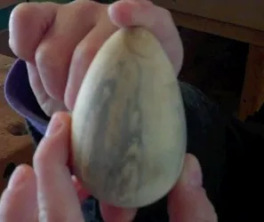 Jorge et son oeuf