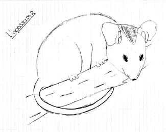 L'opossum