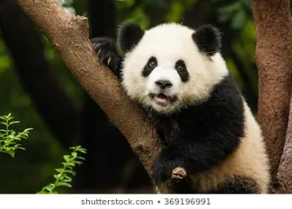 Le panda