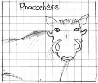 Le Phacochère