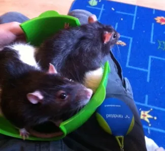 Les rats