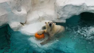 Les animaux polaires