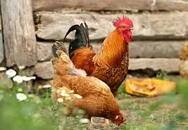 2. Poules et Coqs