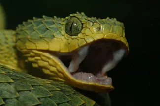 Les serpents