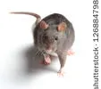 Le rat