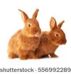 Le lapin