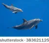 Les bébés dauphins