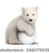 L'ours polaire