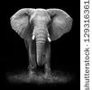 L'éléphant