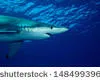 Le requin bleu