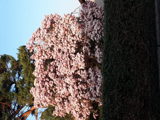 c'est bientôt le printemps