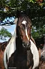 Le cheval