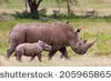 le rhinocéros blanc