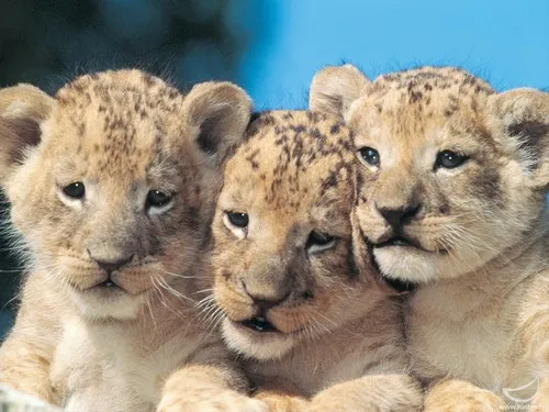 Le lion