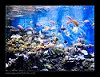 Les poissons