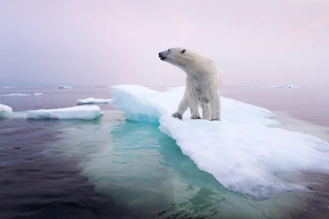 Capsule EDpuzzle sur le réchauffement climatique