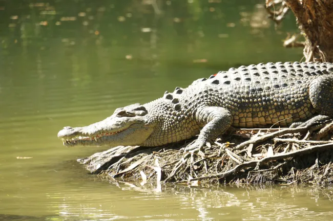 A la recherche de Gus, le croco mangeur d'hommes