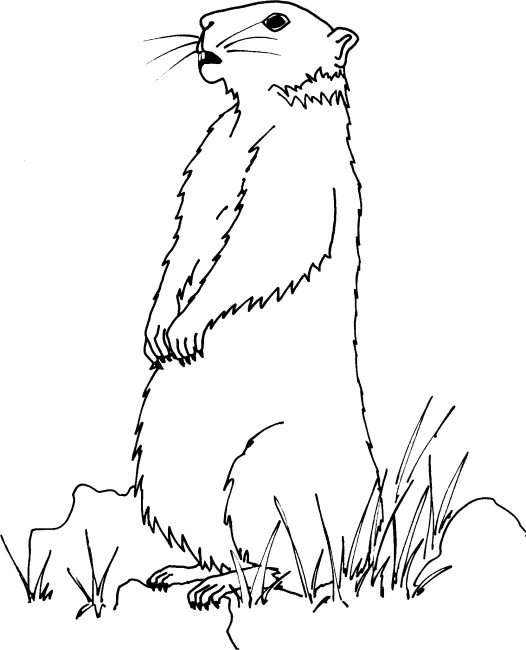 La marmotte