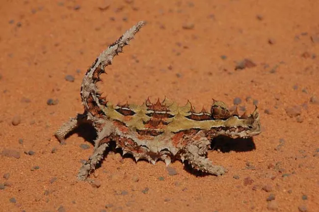 Le moloch, le varan et les déserts australiens