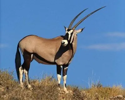 L'oryx et le désert du Namib