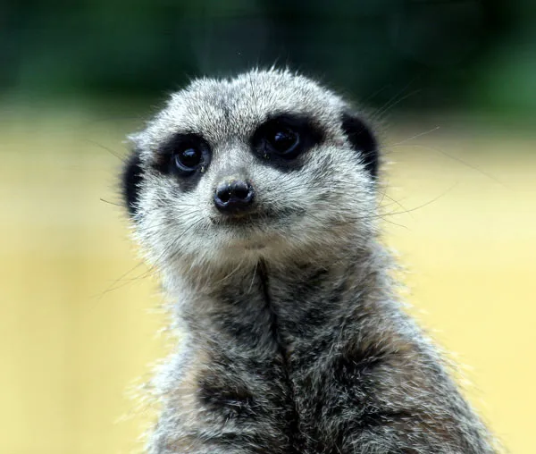 Les suricates et le désert du Kalahari