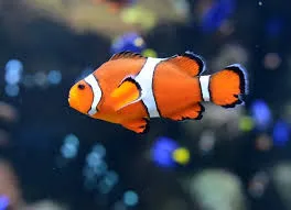 7. Aquarium