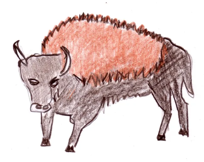 le bison