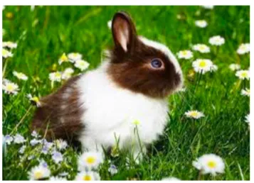 Le lapin 