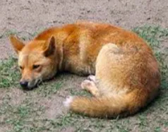 Le dingo 
