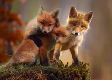 Le renard