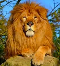 Le lion 