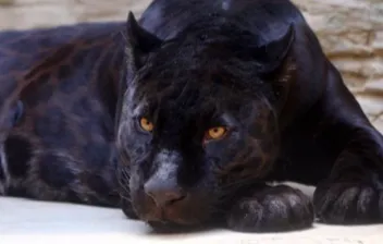 La panthère noire