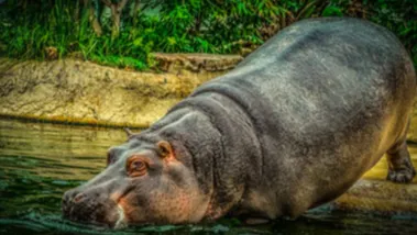L'hippopotame 