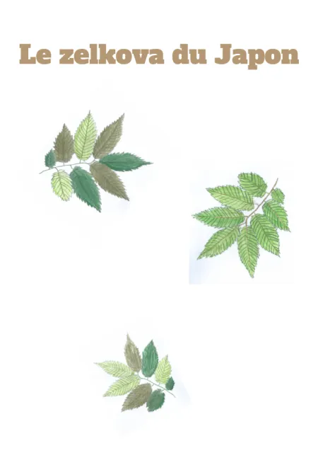 Le zelkova du Japon